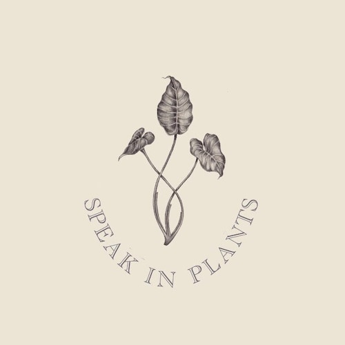 Piper sp. ex. Indonesia - Etsy 日本