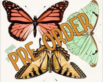 PRE-ORDER 3 JUMBO Spring Butterflies