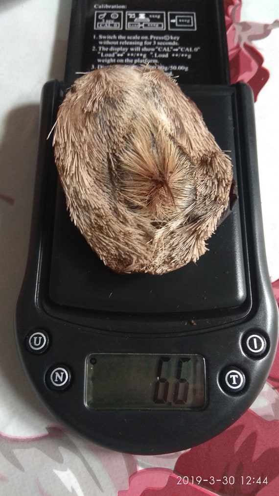 Anhua empty deer musk pod Kasturi.Special price.Deer Musk Pods She Xiang Deer Musk Empty pod 6.6gr