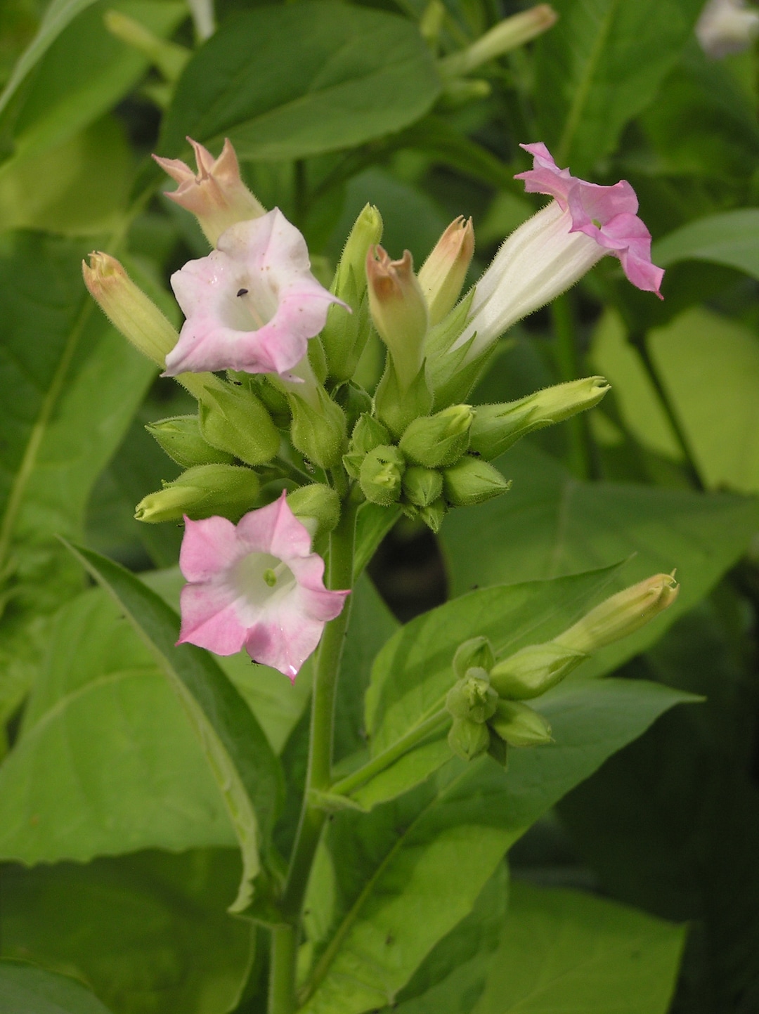 tobacco flower absolute Tobacco Flower Absolute TOBACCO Absolute