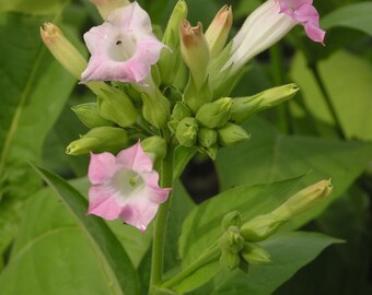 Tobacco flower absolute / Nicotiana alata