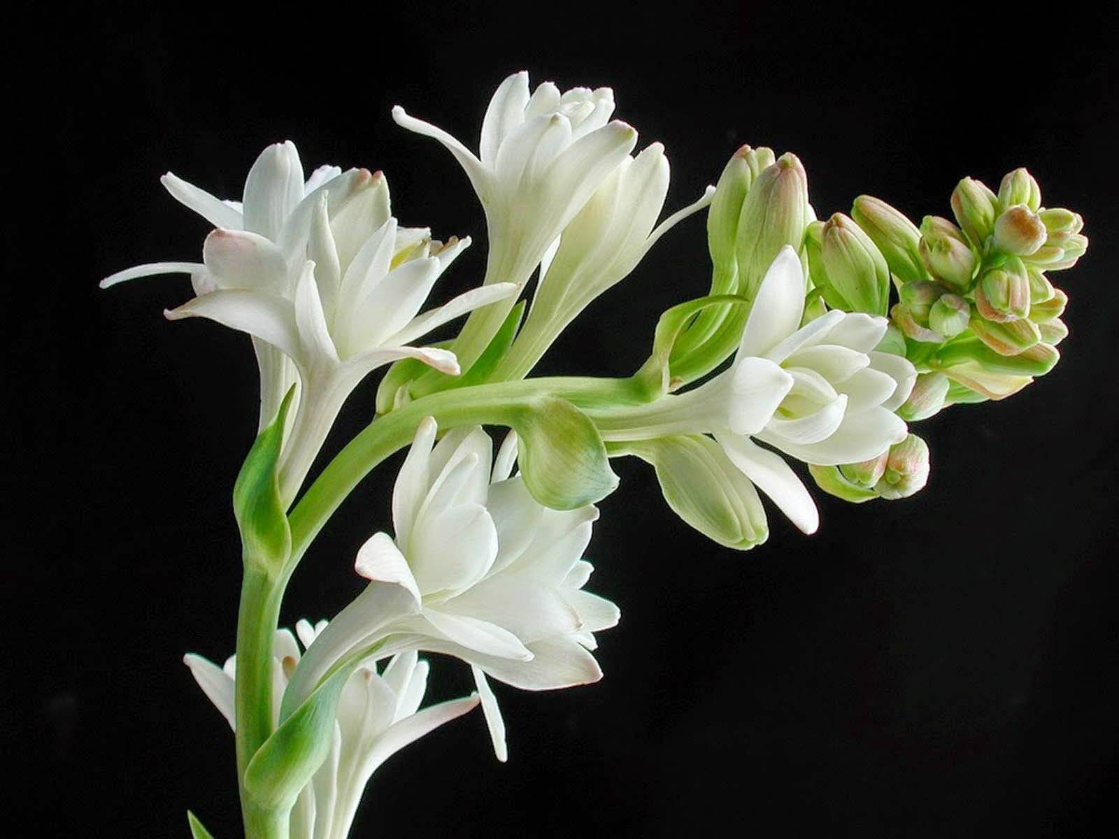 Artisan Made Tuberose Absolute super Premium Pure Undiluted Essential Oil 