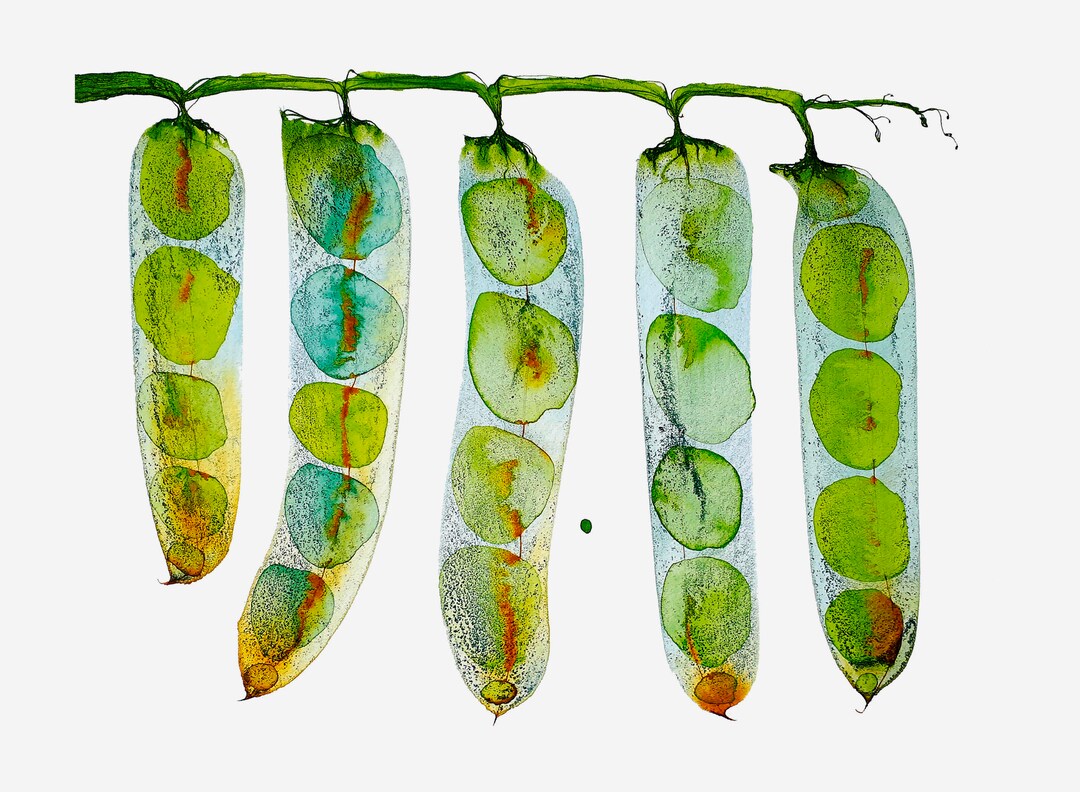 Fine Arts Print From Original Ink Drawing Etsy