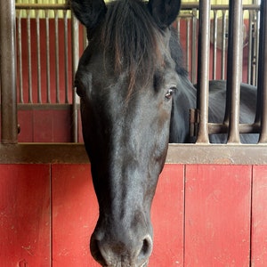 red and black horse in barn digital art print