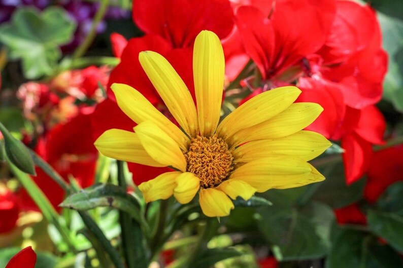 Sunflower Print Flower Photography Flower Decor