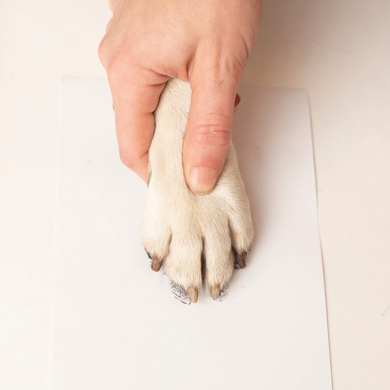 Inkless Pet Paw Print Kit Get HighQuality Paw Prints With Etsy