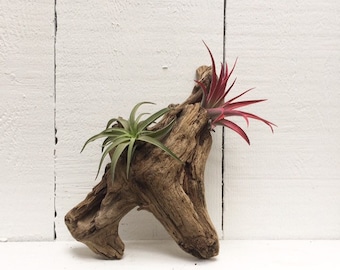 Driftwood Home Decor Etsy