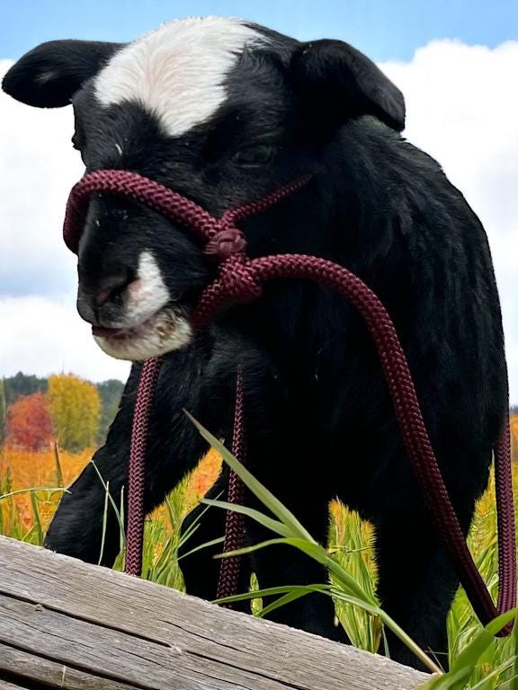 Sheep Rope Mini Livestock Halter, Adjustable Rope Halter for Sheep, Goats, of All ...