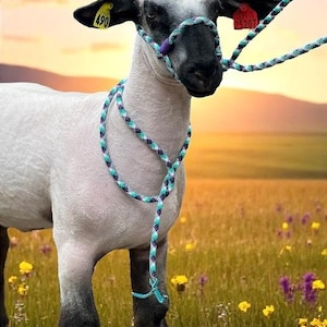 Sheep, goat, cow, livestock halter. Fully adjustable.