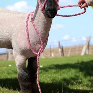 Livestock Halter. 3/8” Fully Adjustable Rope Halter for Sheep, Goats ...