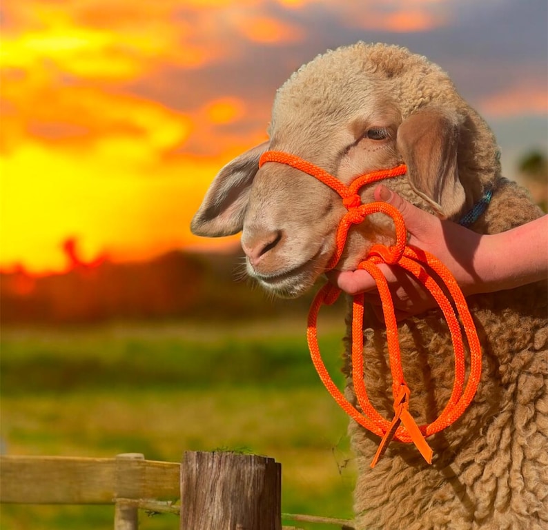 Sheep Rope Halter Mini Livestock Halter, Adjustable Rope Halter for Sheep, Goats, of All ...