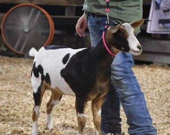 Show goat collar & handle leash set