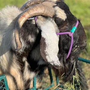 Livestock Halter. 3/8” Fully Adjustable Rope Halter for Sheep, Goats ...