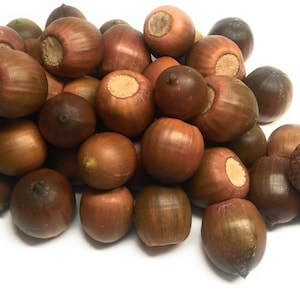 50/100 real acorns from the red oak new harvest 2023 autumn decoration seeds food image 1