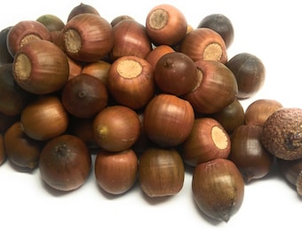 50/100 real acorns from the red oak new harvest 2023 autumn decoration seeds food