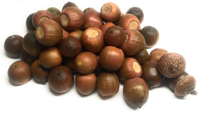 50/100 real acorns from the red oak new harvest 2023 autumn decoration seeds food image 1