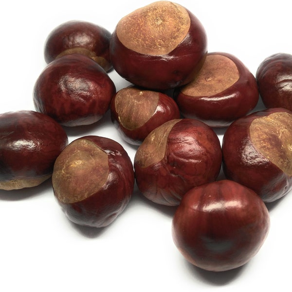 Chestnuts 50 pieces - horse chestnuts from Brandenburg harvest 2023 - organic