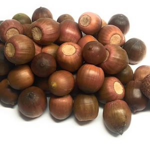 50/100 real acorns from the red oak new harvest 2023 autumn decoration seeds food image 2