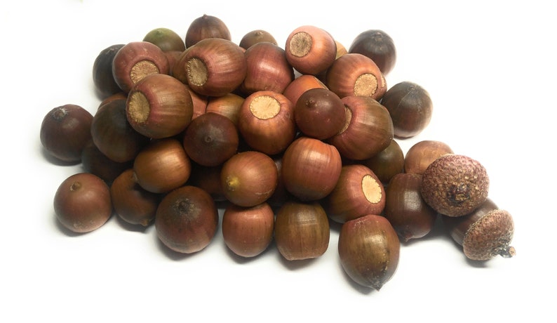 50/100 real acorns from the red oak new harvest 2023 autumn decoration seeds food image 2