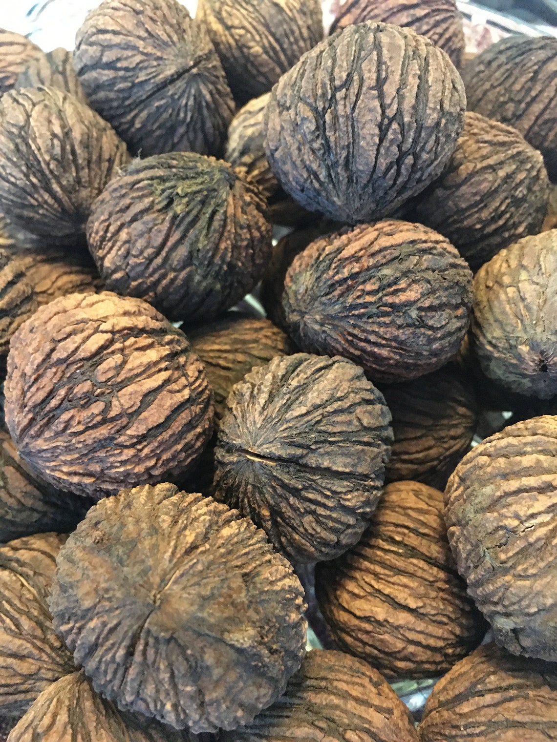 Black Walnuts in Shell 50 Walnuts 1.5 Lbs Perfect for Etsy