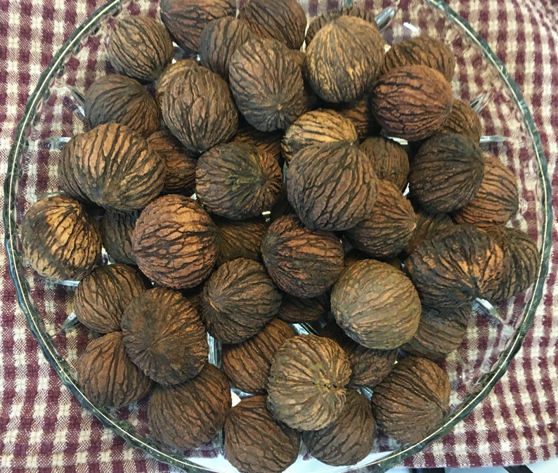 Black Walnuts in Shell 50 Walnuts 1.5 Lbs Perfect for Etsy
