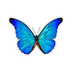 Blue Butterfly Sticker, Morpho Anaxibia Realistic Stickers Laptop Vinyl Cute Water bottle Car Label Girl Wall Phone Mural Decal Die Cut