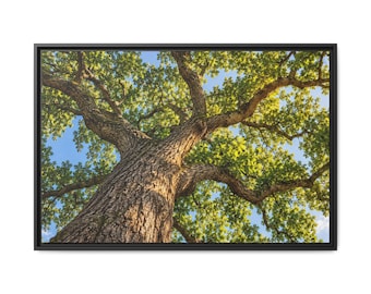 Oak Tree Canopy Canvas Wood Framed, Green Foliage Sunlit Woodland Wall Art Print Artwork Decor Small Large Hanging Matte Modern Landscape