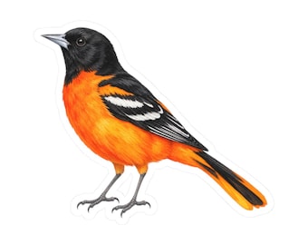 Baltimore Oriole Bird Sticker Decal, Orange Birdwatcher Watercolor Art Vinyl Laptop Waterbottle Tumbler Car Waterproof Bumper Clear Die Cut