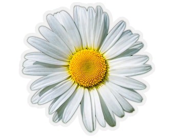 May include: A white daisy with a yellow center. The flower has many petals and is in full bloom.