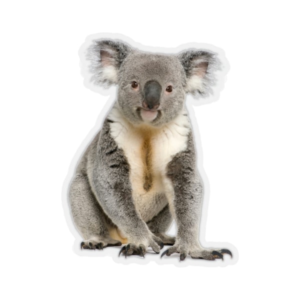 Koala Decal Etsy