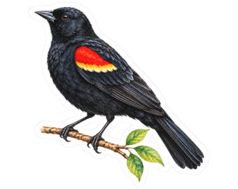 Red-Winged Blackbird Bird Sticker Decal, Birdwatcher Wetland Watercolor Art Vinyl Laptop Waterbottle Tumbler Car Waterproof Bumper Clear