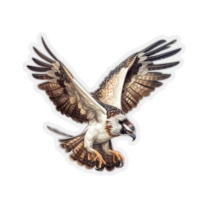 May include: A brown and white osprey with its wings spread wide, in flight, with a white background.