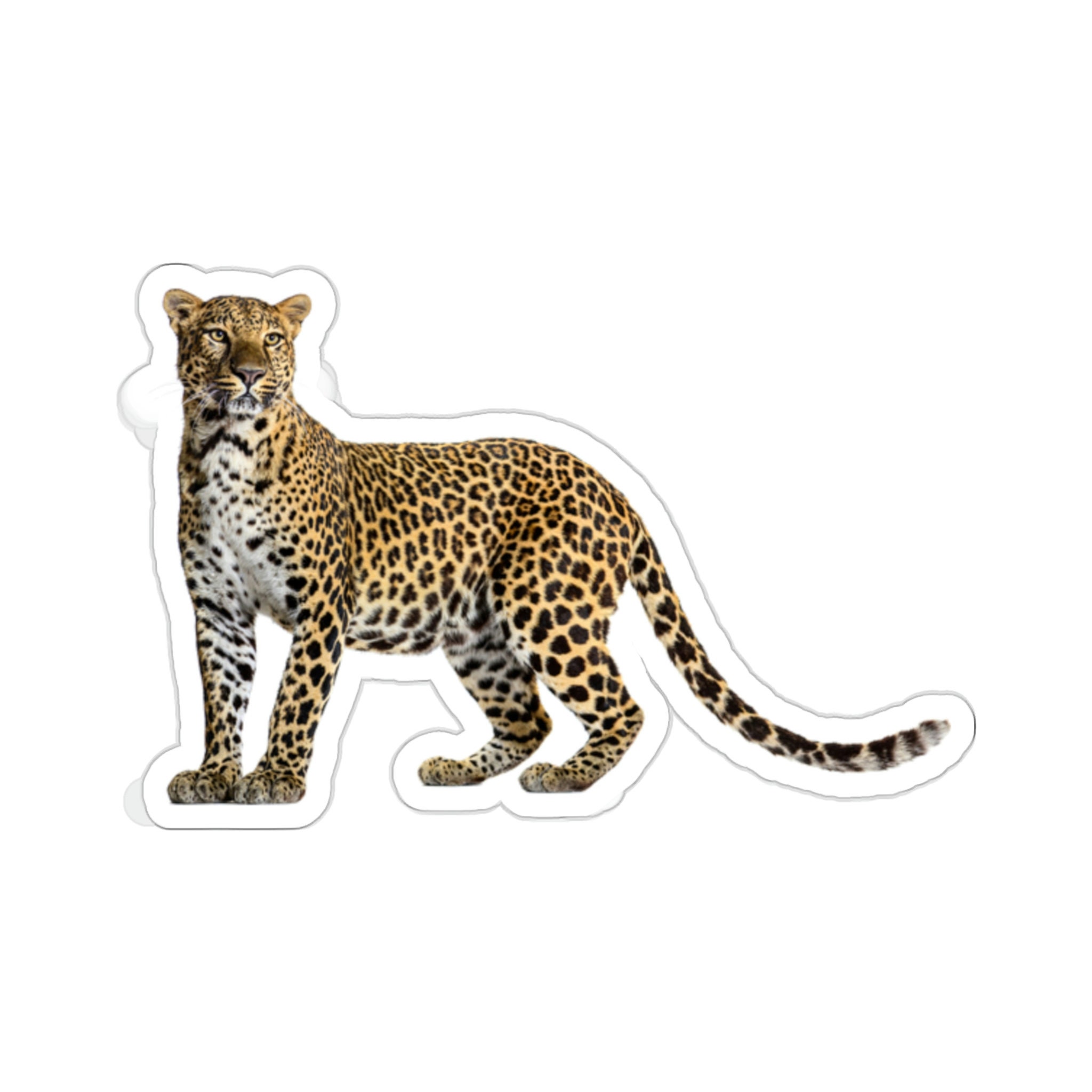 Leopard Sticker, Cheetah Panthera Cute Vinyl Decal Label