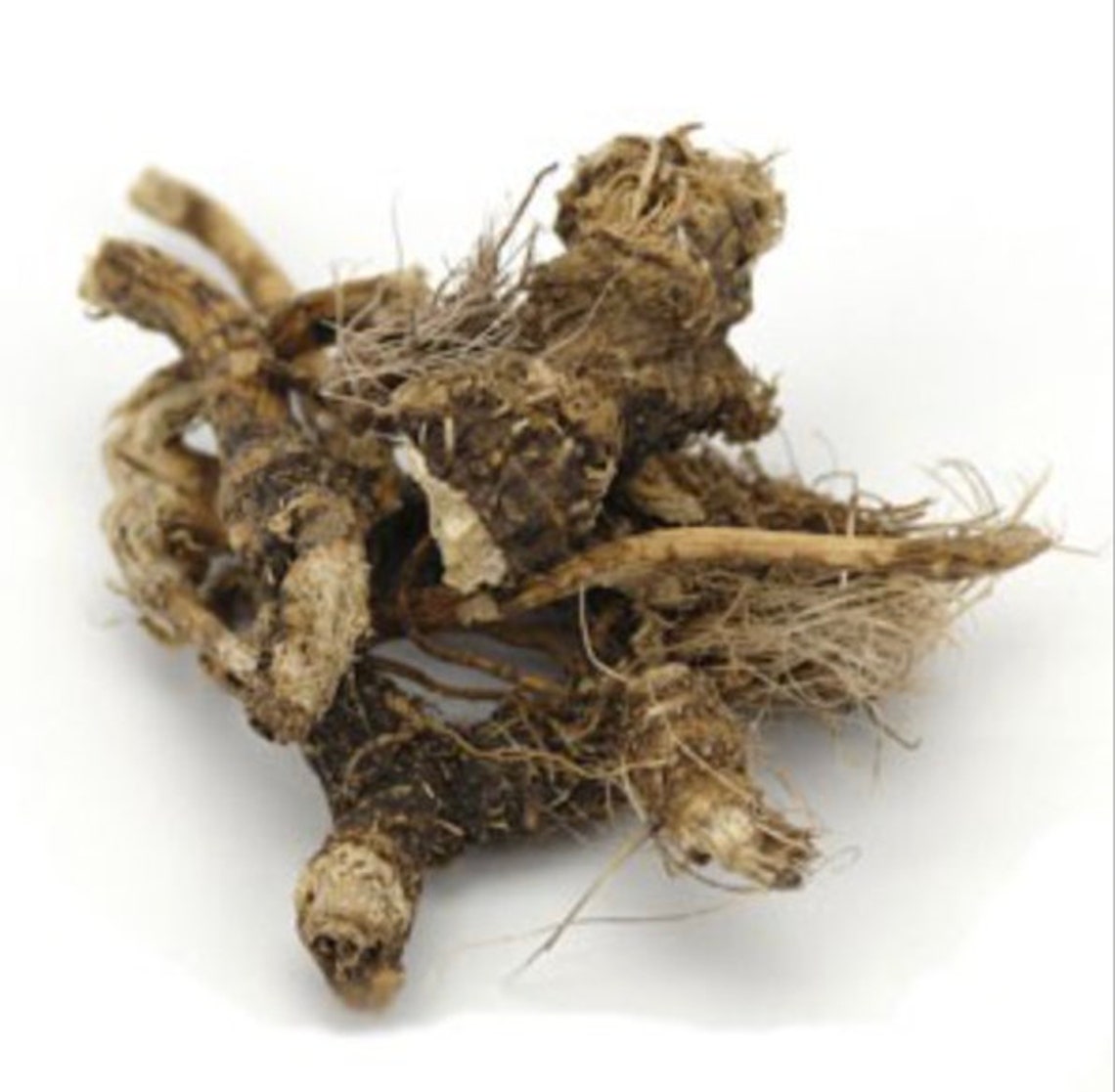 Osha Root WHOLE RARE HERB Wild Crafted ligusticum Porteri Etsy