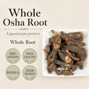 Osha-Wurzel (Ligusticum porteri) | Seltene ganze Wurzel botanisches Kraut | Wilde Handarbeit