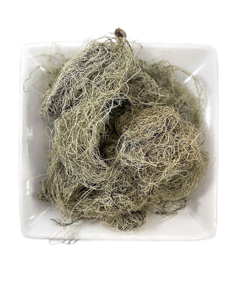 May include: A close-up of a white square dish filled with dried Spanish moss. The moss is a light green and brown colour and has a soft, fluffy texture.