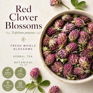 Kwiaty koniczyny czerwonej | Trifolium pratense | Suszone całe wierzchołki kwiatów | Dzikie rzemiosło