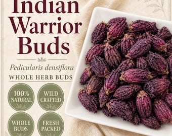 Indian Warrior Herb Buds | Pedicularis densiflora | Wildcrafted Botanical Herb