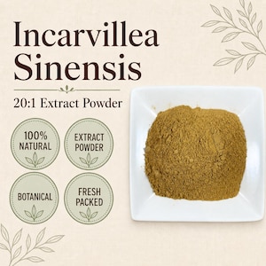 Incarvillea Extract 20:1 | Incarvillea sinensis | Fine Botanical Powder