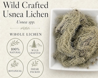 Liquen Usnea / Usnea barbata / Barba de viejo silvestre