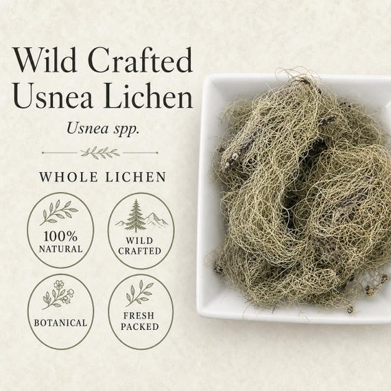 Usnea Lichen | Usnea barbata | Wildcrafted Old Man's Beard