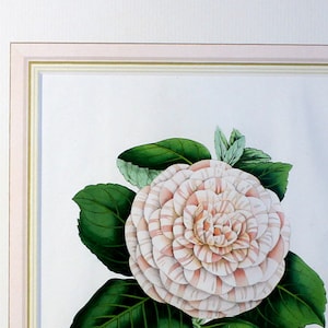 Custom Framed with French mat and Tru Vue Museum Glass print of Camellia cultivar, Princess Frederick William.