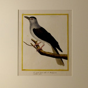 Francois Martinet Original Hand Colored Engraving c. 1770 &quot;Le Grand Coucou&quot;
