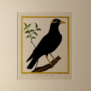 Francois Martinet Original Hand Colored Engraving c. 1770 &quot;Le Mainate, des Indes Orientales&quot;