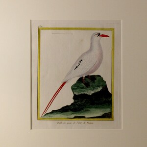 May include: An antique print of a white bird with a red beak and long red tail feathers, perched on a green rock. The bird is set against a white background, framed with a yellow border.