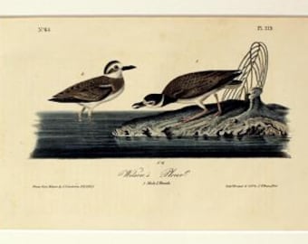 May include: An antique print of two birds, likely plovers, in a naturalistic setting. The birds are depicted in shades of brown, black, and white, with one standing in water and the other on a small island. The print is framed in a white mat.