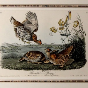Authentic Antique First Edition John James Audubon octavo