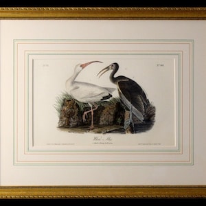 Authentic Antique First Edition John James Audubon octavo