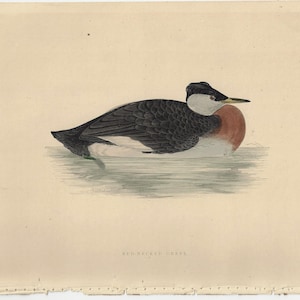 Original Antique FRANCIS ORPEN MORRIS &quot;Red Necked Grebe&quot; 1870 Antique Hand Color Bird Print