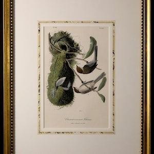 Authentic Antique First Edition John James Audubon octavo